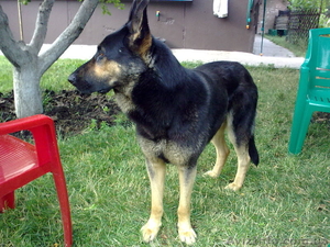 Щенки Овчарки,  ровная спина #109581