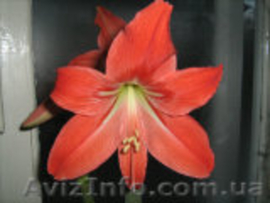 Луковки-детки гиппеаструма Belladonna #102730