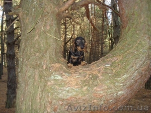 щенок таксы жесткошерстной #111085