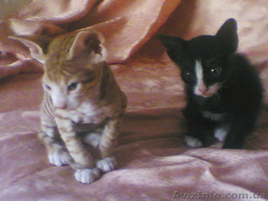 Котята дон сфинкс #106689