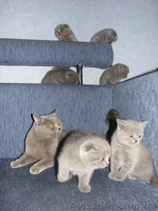 котята британцы,  вислоухие шотландцы #106443