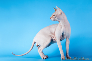 сергей   0677463267::::::::0937222746 #109932