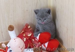 Британские плюшевые котята #104523