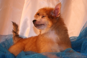 китайская хохлатая собачка, щенки #112051