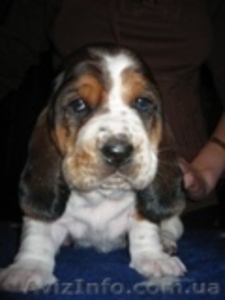 щенки бассет-хаунда #89797