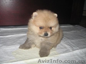 Померанский Шпиц, КСУ Доставка #104728