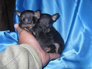 питомник ВераНика #112853