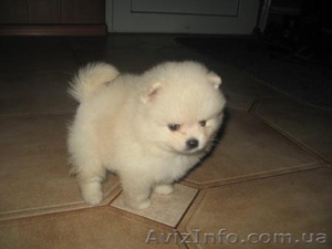 Померанский Шпиц, КСУ #104726