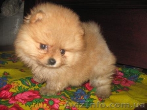 Щеночки Померанского Шпица #112447