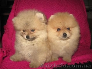 Шпиц                               #118653