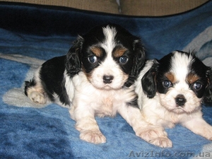 Кавалера кинг Чарльз спаниеля щенки #107785
