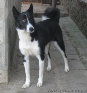 Продам щенков лайки #114847