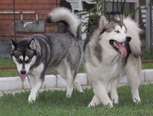 Аляскинский маламут Лучшие в Украине #108521