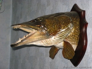 Чучело щуки (голова) #103700