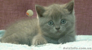 Шотландская прямоухая кошечка #105160