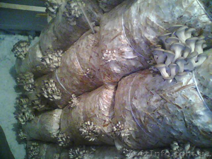 Выращивание грибов ешенка #105738