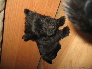 Щенки скотч терьера #114146