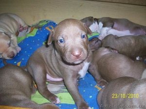 Маленькие питовочки #103363