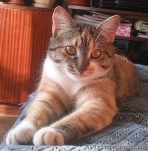 Пропала трёхцветная кошечка,  Широнинцев 61а #114556