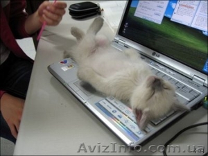 Ремонт, модернизация компьютеров.Восстановление после сбоев, операционные системы. #109763