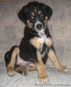 Отдам щенков в хорошие руки. #117371