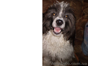 отдам в хорошие руки китайскую хохлатую #107727