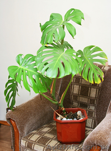 Монстера,  ст м Житомирская #113025