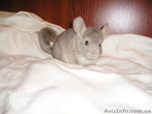 Продам  шиншилл, 2 гетеробежки  #89303
