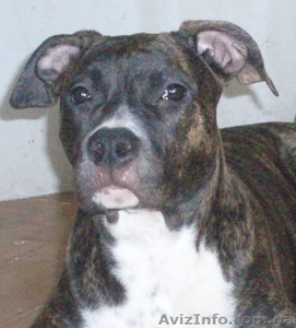 Шикарные Щенки амстаффа  #117328