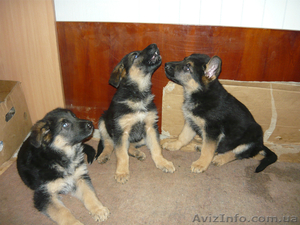 продам щенки овчарки #106047