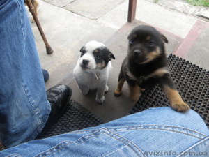 Отдадимв хорошие руки #112958