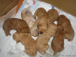 Миниатюрные пуделя #116384