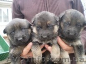 Ждут своих хозяев щенки немецкой овчарки #104035