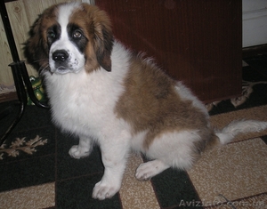 Щенки Москойской сторожевой #82066