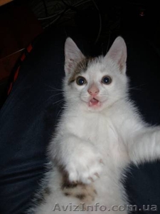 РАЗЫСКИВАЕТСЯ ЛЮБЯЩИЙ ХОЗЯИН #115069