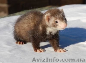 Продам декоративного хорька #105991