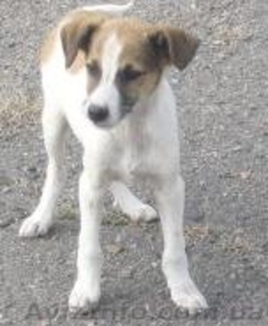 Щенки ищут хозяина #103846