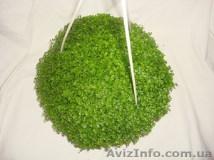 Плодовые и красивоцветущие + семена #109100