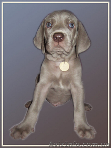 Веймаранер – самый преданный друг и охотник #103692