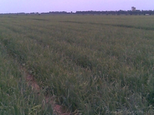 Лук репчатый  от производителя,  #117248