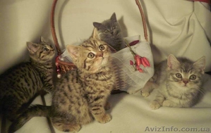 Британские Короткошерстные котята #110502