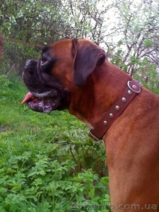 Вязка боксер c родословной #111111