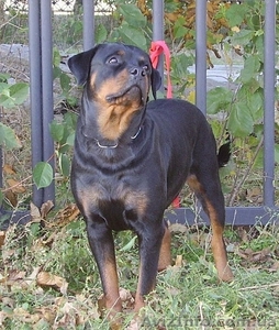 Запись на щенков ротвейлера #115917