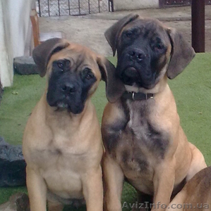 Продам щенков бульмастиффа #118037