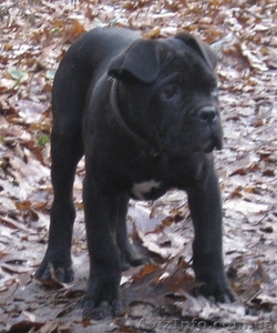 кане корсо -італійська сторожева #109586