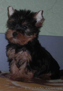 йоркширский терьер продам #130791