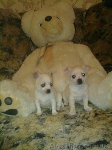 Раскошные щенков чихуахуа #124853