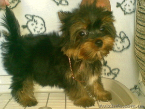 продам щенков йорка #124595