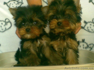 продажа щенков йоркширскоготериера #120003