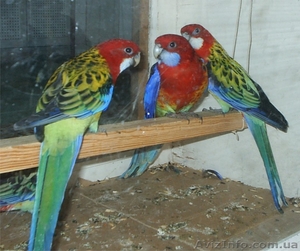 Продам самца розеллы пестрой #120669